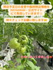 ふくらんできましたよー「大きくなってきました🍅」