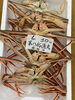 「本日ズワイガニ、黒子販売中でーす」