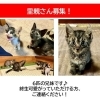 「【里親募集】新しい家族を待っている子猫がいます！」
