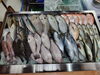 「📣本日入荷のお魚情報🐟」