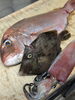 「【魚も酒も自ら厳選する瑞江の小料理屋】」
