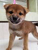 「新しい柴犬の女の子が仲間入りしました！」