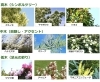賃貸マンション 植栽のススメ「賃貸マンション 植栽のススメ🌳」