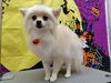 「通常時とシャンプー中は別わんこ?!【どっぐさろんあきゅ　京都市南区上鳥羽　小型犬専門　トリミング　ペットサロン】」