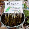 「新鮮な根わさび入荷中！保存方法もご案内しています」