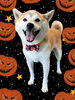 「Dog salon mofu mofu　余市町」