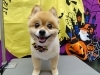 「わんこも肩凝る？【どっぐさろんあきゅ　京都市南区上鳥羽　小型犬専門　トリミング　ペットサロン】」