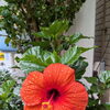 【テスコム明石求人センター】10月 新着求人のご案内 明石市大明石町 🌺