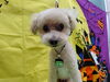 「平常心【どっぐさろんあきゅ　京都市南区上鳥羽　小型犬専門　トリミング　ペットサロン】」
