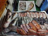 「📣本日入荷のお魚情報🐟」