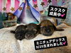 ミニチュアダックス　赤ちゃん「ミニチュアダックス生まれました(^｡^)」