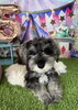ミニチュアシュナウザー「子犬情報」