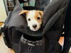 「子犬のお迎え来ていただきました！🐶✨」