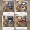 「シャンプー/トリミング後のお写真📸」