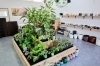 県外で仕入れている植物や鉢もございます♪「〈はっぱ堂〉徳島駅から車で約5分!個性豊かな植物と天然石に癒される、最近オープンのショップ♪」