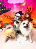 「✂️✨トリミングに来られたわんちゃんたち紹介🐶🐾」