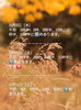 「🏝️ヤシの木接骨院の直近の空き枠【犬山市/各務原市/扶桑町/江南市/可児市】」