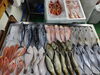 「📣本日のお魚情報🐟」