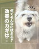 「犬の「吠え」問題を解決する方法 - 愛犬との信頼関係を築くために😉」