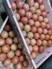 新鮮トマト「久万高原町産の新鮮野菜が続々入荷！季節の味をお楽しみください」