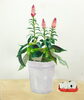「モチーフ：鉢植え、置き物、風景」