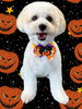 「Dog salon mofu mofu　余市町」
