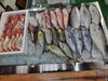 「📣本日のお魚情報🐟」