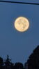 きれいな満月「🌕 中秋の名月 🌕　★英会話と体操のコラボ教室（堀切、お花茶屋、綾瀬、亀有、小菅）」