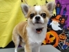 「立ち上がったままシャンプー【どっぐさろんあきゅ　京都市南区上鳥羽　小型犬専門　トリミング　ペットサロン】」