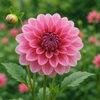 ダリア「🌺 今日の花：ダリア（天竺牡丹）」