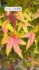 「少しずつ色付いてきました🍁✨」