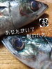 「養殖サバ入荷致しました！」