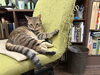 看板ネコのあんず「猫の爪とぎ　「宮崎市にある漢方屋さん」」