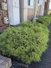 生い茂って広がっている植栽を綺麗にします！「ベンリー福山東🌟物件管理もお任せ！植栽の剪定・草取り作業😉」