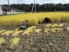 稲刈り風景「この季節ならでは…稲刈り作業！！」