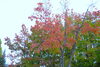 ❶紅葉（大通公園西1南側）「少し早いか？　紅葉速報！」