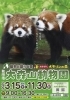 僕の好きなレッサーパンダのひなた(左)と円実(右)「動物支援活動」