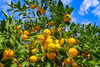 旬のみかん狩り🍊で秋の味覚を満喫♪「秋の和歌山旅は貸切バスが便利◎紅葉や味覚狩りにもおすすめ！」