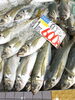 「京都府産アジが大漁入荷！鮮度抜群のアジを鮮魚コーナーでご用意しています」