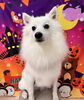 空大くん️🩵「ハロウィン🎃🦇🕸ですね👻」