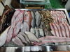 「📣本日のお魚情報🐟」