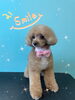 「わんこちゃん♡ Dog salon mofu mofu余市町」