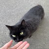 「千歳市場公社の離れで黒猫の「志田さん」🐈‍⬛💓」