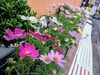 「店頭の花壇が秋の彩りに！たんぽぽの“花自慢”」