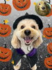 「Dog salon mofu mofu　余市町」