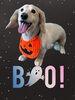 「Dog salon mofu mofu　余市町」