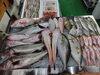 「📣本日のお魚情報🐟」
