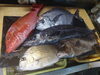 佐島の地魚「佐島の地魚」