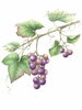 秋に描きたいボタニカルアート（植物画）レッスン「【銀座のカルチャースクール】【中央区のカルチャースクール】直近のお試し体験レッスン開催情報✨」