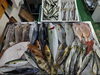 「📣本日のお魚情報🐟」